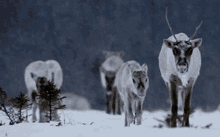 Reindeer Snowing GIF - Reindeer Snowing Canadian Wildlife GIFs