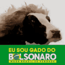 a picture of a cow with a wig on it and the words eu sou gado do bolsonaro muda brasil de verdade