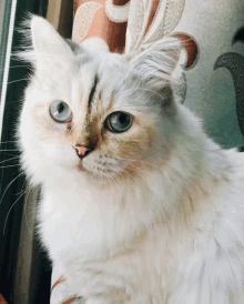 Cute Cat Cat GIF - Cute Cat Cat Fluffy GIFs
