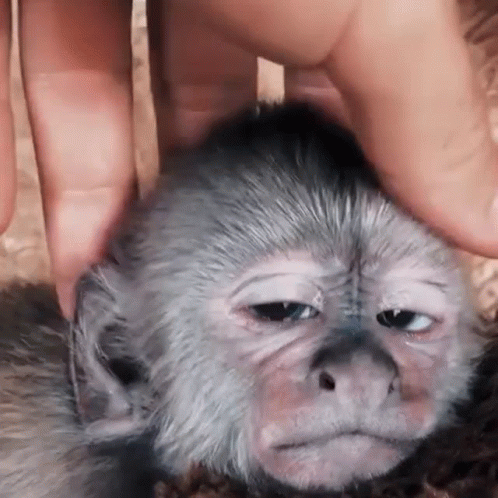 Belsey Monkey GIF - Belsey Monkey Head Massage - Discover & Share GIFs