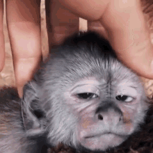 Belsey Monkey GIF - Belsey Monkey Head Massage GIFs