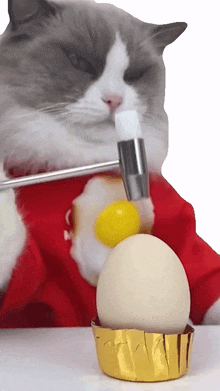 tapping the egg puff meow chef that little puff cracking an egg