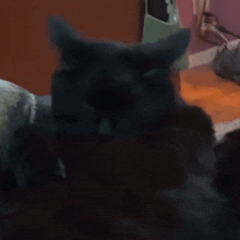 Charlie Cat GIF - Charlie Cat Crazy GIFs