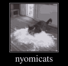 Nyomi Cats Fighting GIF - Nyomi Cats Fighting Nyomicats GIFs