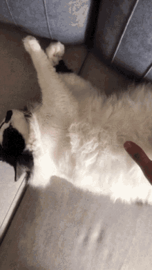 Tuco Cat GIF - Tuco Cat Belly GIFs