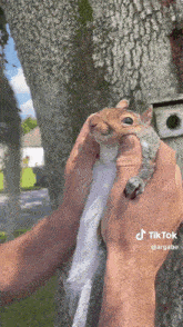 Kiss Squirrel GIF - Kiss Squirrel GIFs