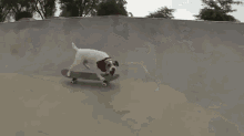 dogs skateboarding mr cool guy