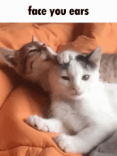 two cats are laying on an orange blanket and one of them is putting its paw on the other 's ear