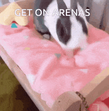 Bunny Arenas GIF - Bunny Arenas Get On Arenas GIFs