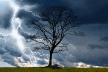 a tree is silhouetted against a stormy sky with lightning