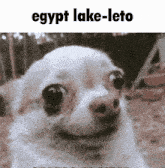 Florida Egypt Lake-leto GIF - Florida Egypt Lake-leto Egypt GIFs
