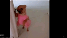 a small brown dog is wearing a pink dress