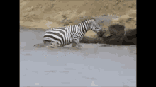 Zebra GIF - Crocodile Vs Zebra GIFs