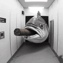 Fish Fish Smoking A Blunt GIF