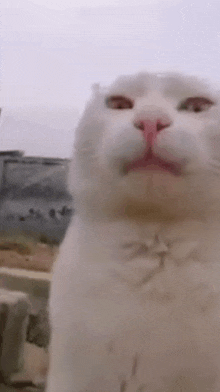 Cat Reaction GIF - Cat Reaction My Honest Reaction GIFs