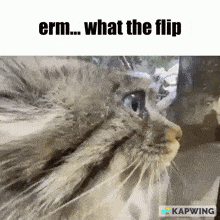 Manul Erm What The Flip GIF - Manul Erm What The Flip Pallas Cat GIFs