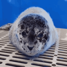 What Is It Marine Mammal Rescue GIF - What Is It Marine Mammal Rescue Baby Seal GIFs