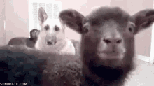 Funny Animals Goat GIF - Funny Animals Goat Out GIFs