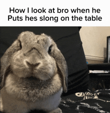 a picture of a rabbit with a caption that says how i look at bro