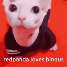 Binguscord Redpanda GIF - Binguscord Bingus Redpanda GIFs