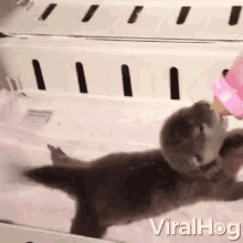 thirsty drinking parched baby otter cute animal