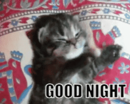 Good Night Cat Gif GIF - Good Night Cat Gif - Discover & Share GIFs