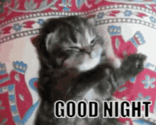 Good Night Cat Gif GIF - Good Night Cat Gif GIFs