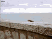 Insect33 Santiago GIF