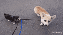 corgi viralhog corgi unimpressed with new baby brother puppy pulling leash