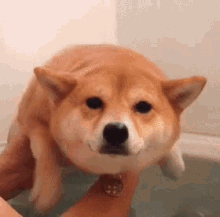 柴犬　お風呂　泳ぐ　可愛い動物 GIF - Cute Animal Shiba Ken GIFs