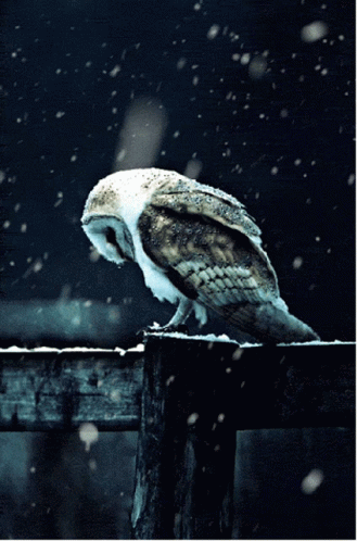 Sad Owl Sad GIF - Sad Owl Sad Owl - Discover & Share GIFs