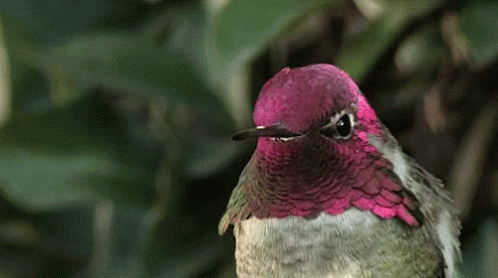 Bird Humming Bird GIF - Bird Humming Bird Looking GIFs