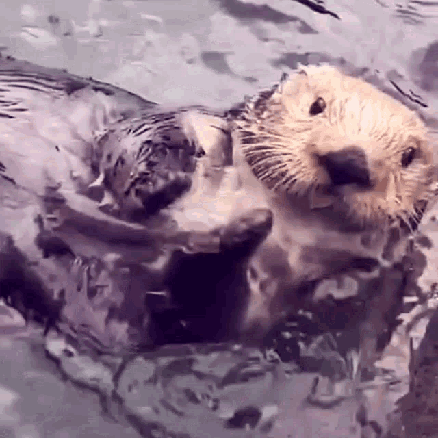 Cute Pets Pets GIF - Cute Pets Pets Adorable Pets GIFs