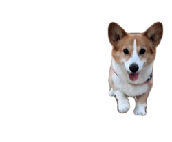 Corgi Dog Sticker - Corgi Dog Running Stickers