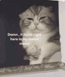 Damn It Hurts It Hurts Right In My Meow Meow GIF - Damn It Hurts It Hurts It Hurts Right In My Meow Meow GIFs