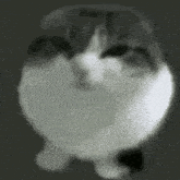 a close up of a cat 's face with a black and white background .