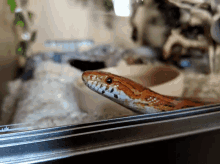 Dancing Snake Reptile GIF