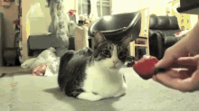 Do You Want A Strawberry? - No! GIF - Cat Cats Strawberry GIFs