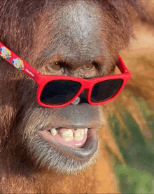 Monkey Glasses GIF - Monkey Glasses Huh GIFs