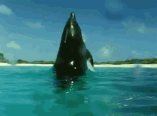 Killer Whale'S Breathtaking Jump GIF - Whale Ocean Jump GIFs
