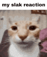 Slak My Slak Reaction GIF - Slak My Slak Reaction GIFs