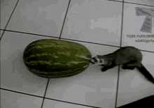Ferret Watermelon GIF - Ferret Watermelon Funny GIFs