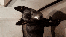 a black dog with a white spot on its nose is looking at the camera