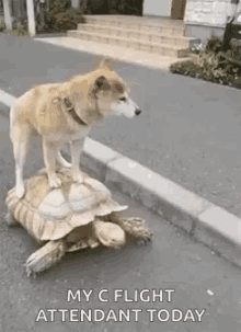 Turtle Lets Ride GIF