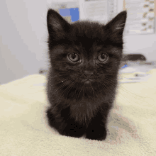 Kitty Black Kitty GIF - Kitty Black Kitty GIFs