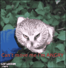Big Owl Tantrum GIF - Big Owl Tantrum Angry GIFs