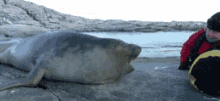 Amazed Sea Lion GIF - Amazed Sea Lion Shocked GIFs