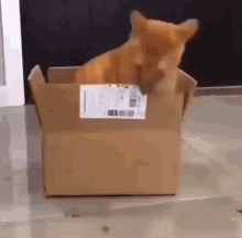 Cat Eating A Box GIF