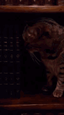 Did I Say You Could Read?! GIF - Cat Book Protect GIFs