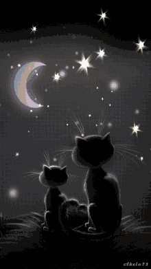 under the moon moon stars cats kittens
